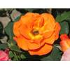 Kühr Baum- u. Rosenschulen Kletterrose Orange Dawn