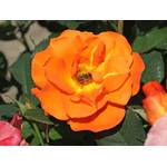 Kühr Baum- u. Rosenschulen Kletterrose Orange Dawn