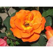 Kühr Baum- u. Rosenschulen Kletterrose Orange Dawn Vergleich