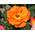 Kühr Baum- u. Rosenschulen Kletterrose Orange Dawn
