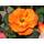 Kühr Baum- u. Rosenschulen Kletterrose Orange Dawn