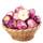 Generic Pflanzknoblauch rot