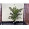 ‎Sunnytree Phoenix Canariensis