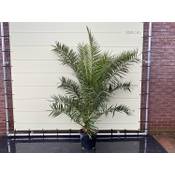 ‎Sunnytree Phoenix Canariensis