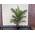‎Sunnytree Phoenix Canariensis