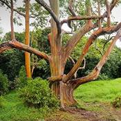 Generic  Regenbogen Eukalyptus Samen Vergleich