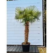 Sunny Tree Winterharte Palme Vergleich