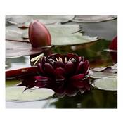 Aquaristik Erfurt Nymphaea Seerose Vergleich