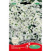 Germisem Steinkraut alyssum Vergleich