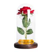 Geschenke 24 Ewige Rose im Glas Vergleich