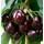 Gimolost Säulenkirsche Schokoladniza