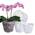 Gotvuge Orchideentopf