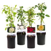 Green Boutiq 48322 Vergleich