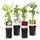 Green Boutiq 48322