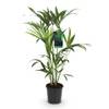 Green boutiQ Kentia Palme