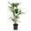 Green boutiQ Kentia Palme