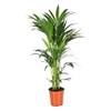 Green Bubble Trendyplants Kentia Palme