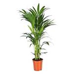 Green Bubble Trendyplants Kentia Palme