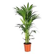 Green Bubble Trendyplants Kentia Palme