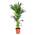 Green Bubble Trendyplants Kentia Palme