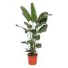Green Bubble Trendyplants - Strelitzia Nicolai