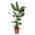 Green Bubble Trendyplants - Strelitzia Nicolai