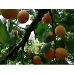 ‎Green Future Pflanzenhandel Aprikose Prunus armeniaca