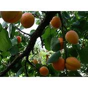 ‎Green Future Pflanzenhandel Aprikose Prunus armeniaca Vergleich