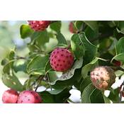 Green Future Pflanzenhandel Cornus kousa Vergleich