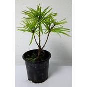Green Future Pflanzenhandel Japanische Schirmtanne Vergleich