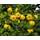 Green Future Pflanzenhandel Quittenbaum Cydonia oblonga
