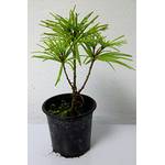 Green Future Pflanzenhandel Schirmtanne