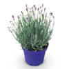 Greenboutiq Lavendel