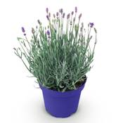 Greenboutiq Lavendel