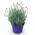 Greenboutiq Lavendel