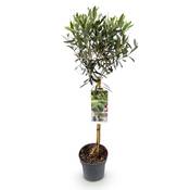 Greenboutiq Olivenbaum