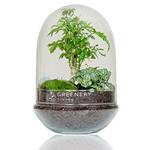 GreeneryLiving Egg Premium DIY-Flaschengarten