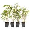 greenone 4 Stk. Bambus Fargesia rufa