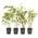 greenone 4 Stk. Bambus Fargesia rufa