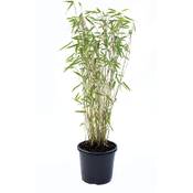 greenone Bambus Fargesia Jumbo Vergleich