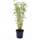 greenone Bambus Fargesia Jumbo