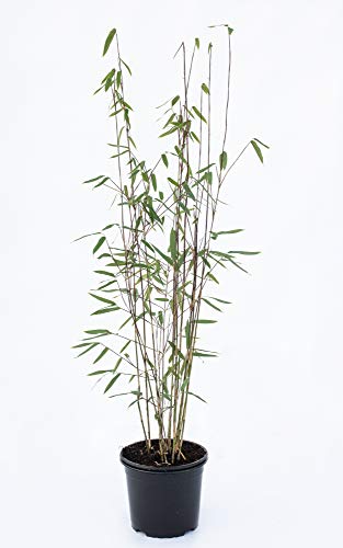 bambus badematte bauhaus Bambus Badematte PALITO Natur 50x70 cm kaufen – Kleine Wolke Shop