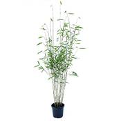 Greenone Schwarzer Bambus Vergleich