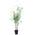 Greenone Schwarzer Bambus
