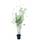 Greenone Schwarzer Bambus