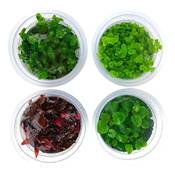 Greenscaping Aquarium-Pflanzen Vergleich