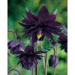 Grow Your Secret Garden Black Barlow