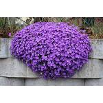 Grow Your Secret Garden Blaukissen Violett