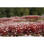 Grow Your Secret Garden rote Sedum-Samen Vergleich
