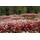 Grow Your Secret Garden rote Sedum-Samen